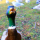 Illustration for article titled Struck By a Duck: The Strangest Codes in the US Medical Billing System